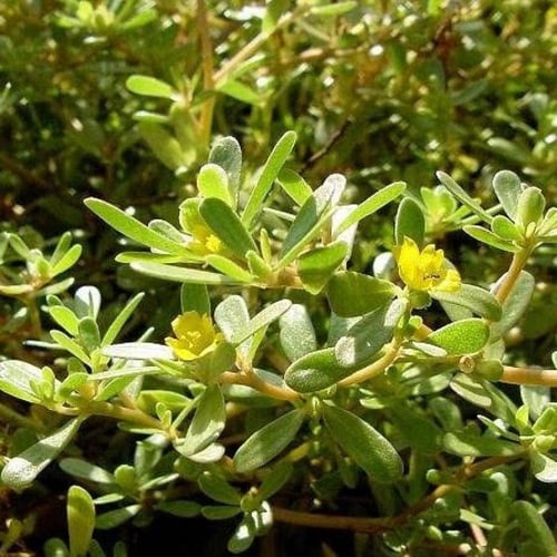 بذور نبات الرجلة ( Portulaca oleracea )