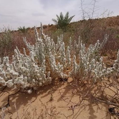 بذور القطينة ( Bassia eriophora )