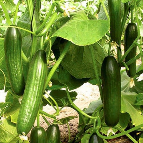 بذور نبات الخيار ( Cucumis sativus )