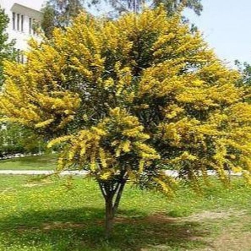 ‫بذور اكاسيا ساليجنا‬ ( Acacia saligna )