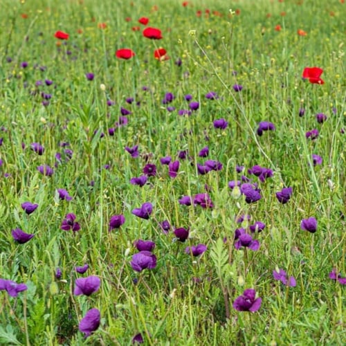 بذور البختري ( Roemeria )