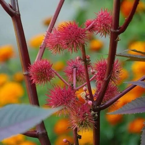 بذور شجرة الخروع ( Ricinus communis )