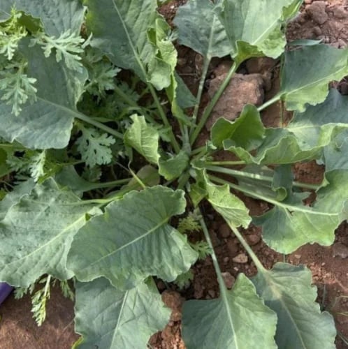 بذور عشبة الحمباز - الحنزاب ( Emex spinosa )