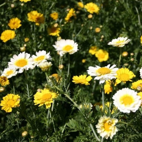 بذور زهور اقحوان البساتين ( Glebionis segetum )