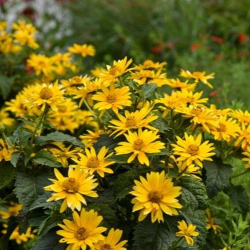 بذور دوار الشمس الكاذب - اوكسي ( Heliopsis heliant...