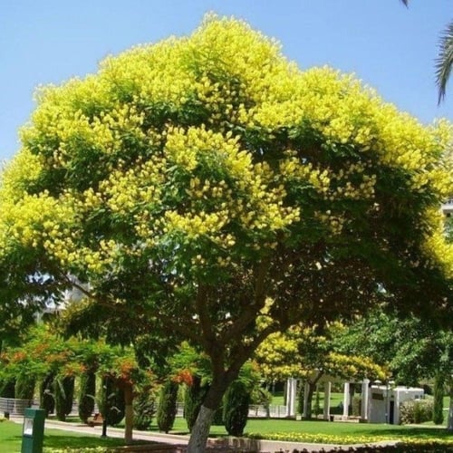 بذور شجرة البونسيانا الصفراء - بلتفورم ( Peltophor...