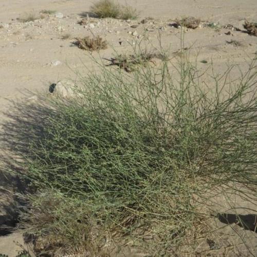 بذور القزوح - العلجان ( deverra triradiata )