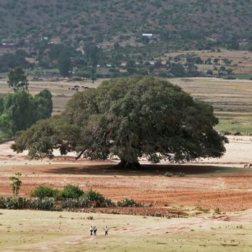 بذور شجرة الجميز ( Ficus sycomorus )