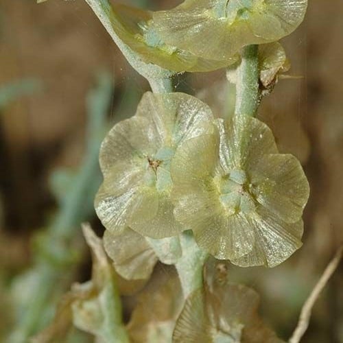 بذور عشبة الحديدة - الطحيان ( Halothamnus bottae )
