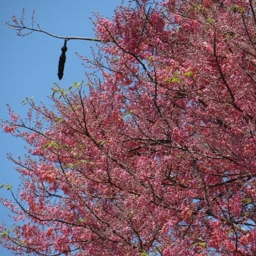 بذور شجرة كاسيا الوردية ( Cassia Grandis )