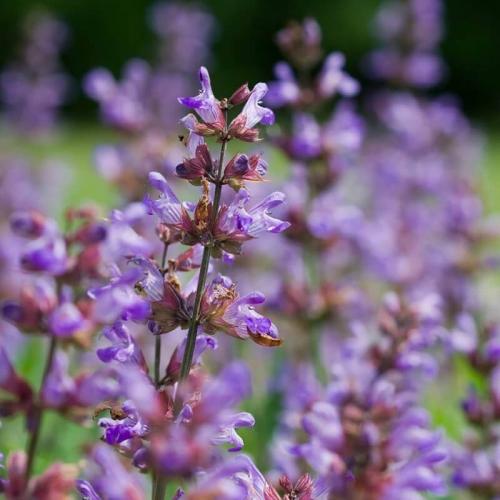 بذور عشبة المرامية - ميرامية ( Salvia Officinalis...