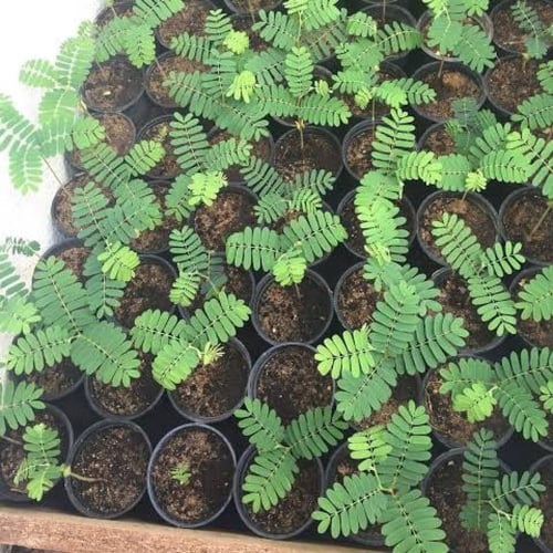 بذور شجرة التمر‬ الهندي ‬ ‫( Tamarindus indica )