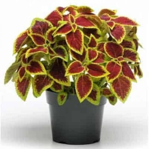 بذور زهرة السجاد ( Coleus Blume )