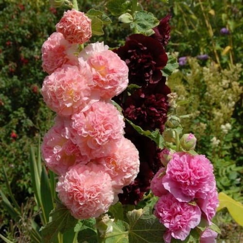بذور الختمية المكبسة ( Alcea rosea )