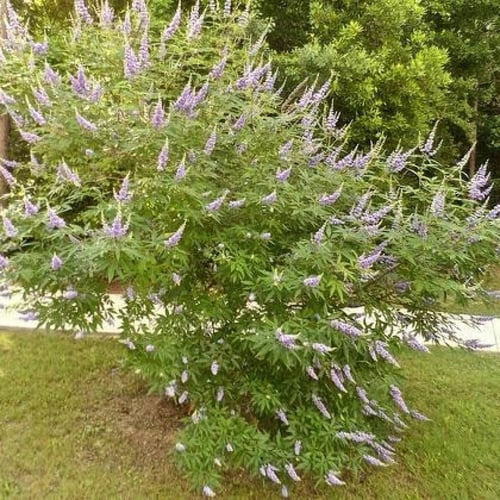 بذور الوايتكس