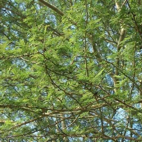 بذور شجرة اكاسيا زانثوفلويا ( Acacia xanthophloea...