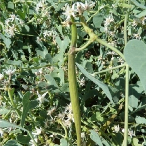 بذور متسلقة العليق المدبب - المديد ( Cynanchum acu...