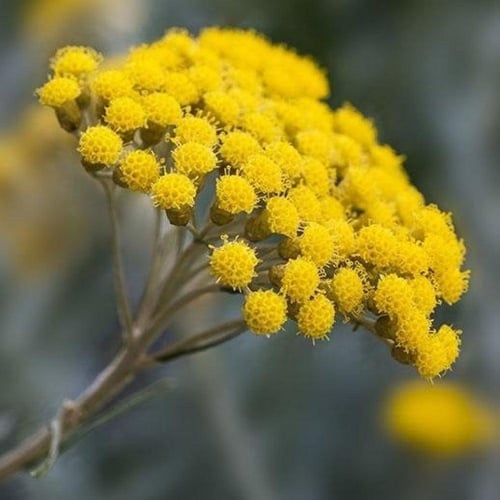 بذور الهليكريزم - زهرة الخلود ( Helichrysum spp )