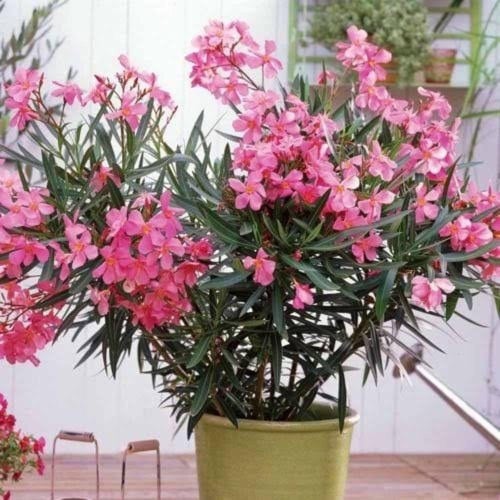 بذور الدفلى - الدفله الورديه (Nerium oleander)