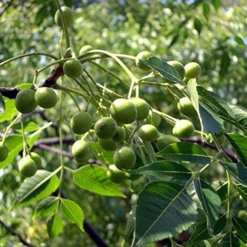 بذور الزنزلخت ( Melia azedarach )