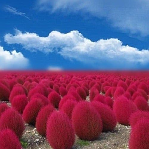 ‫بذور الكوشيا - مكنسة الجنة ( Kochia Scoparia )