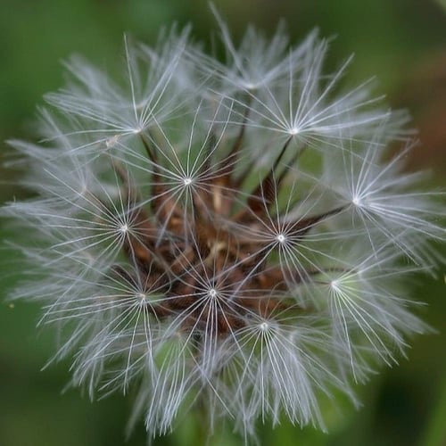 بذور العضيد - اليعضيد ( Urospermum picroides )