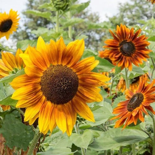 بذور دوار الشمس "منوع" ( Helianthus annuus )