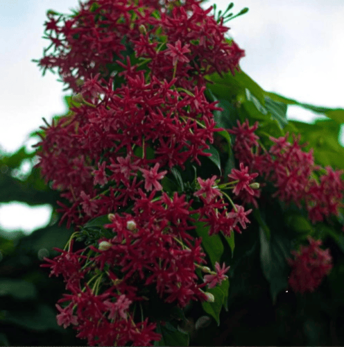 بذور متسلقة الياسمين الاحمر العطرية ( Combretum in...