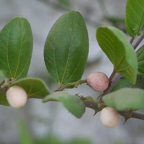 بذور شجرة السدر الجبلي المقشور ( ziziphus glabrata...