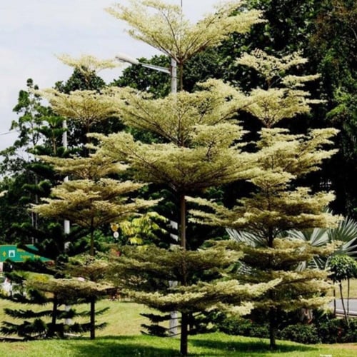 بذور شجرة ترمناليا منتالي ( Terminalia mantaly )