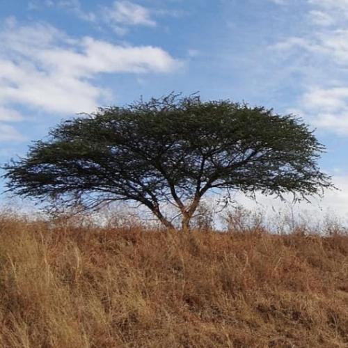بذور القرض ( Acacia nilotica )