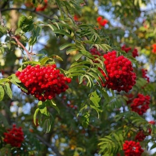 بذور شجرة السمن ( Sorbus aucuparia )