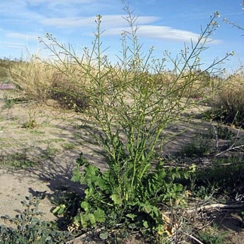 بذور الحرشاء ( Brassica tournefortii )