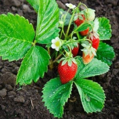 بذور الفراولة ( Fragaria x ananassa )