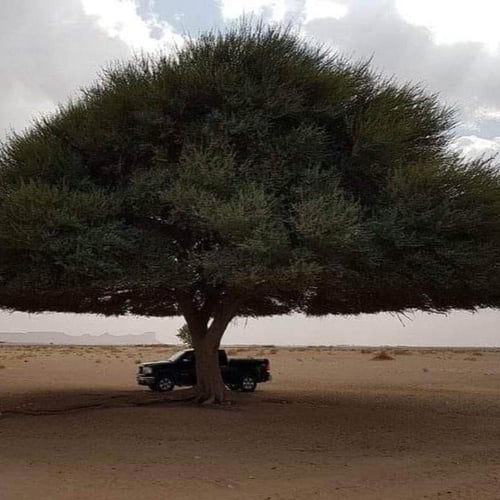 بذور شجرة الطلح العراقي ( Acacia gerrardii var.ira...