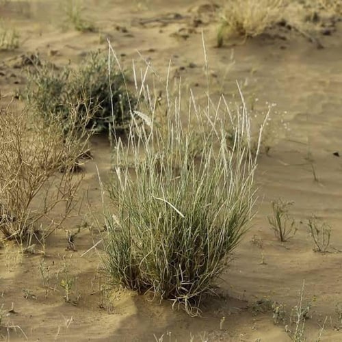 بذور عشبة الضعه ( Lasiurus scindicus )