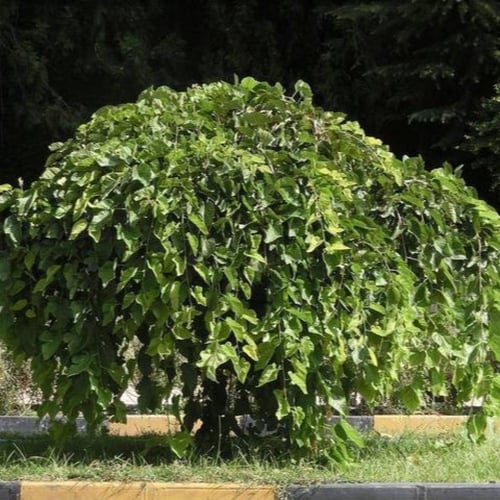 بذور شجرة توت القز الأبيض - ألبا ‫( morus alba )