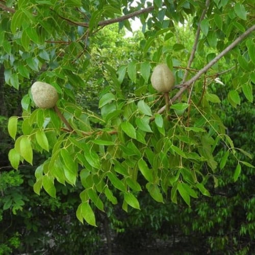 بذور شجرة الماهوجني الامريكي ( Swietenia mahagoni...