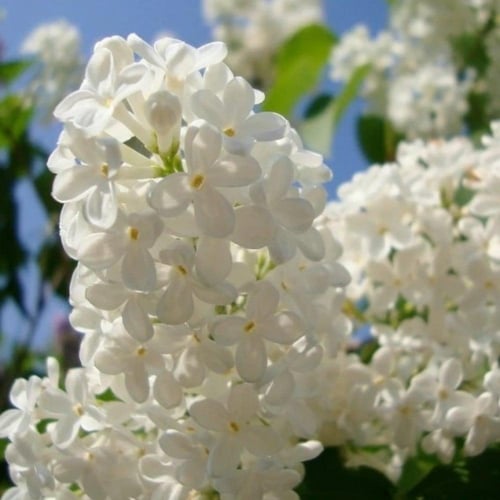 بذور شجيرة الليلك اليابانية ( syringa amurensis )
