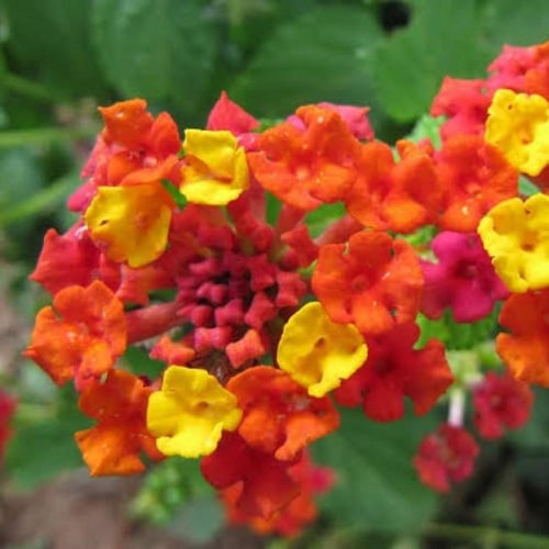 بذور زهور لانتانا كمارا ( Lantana camara )