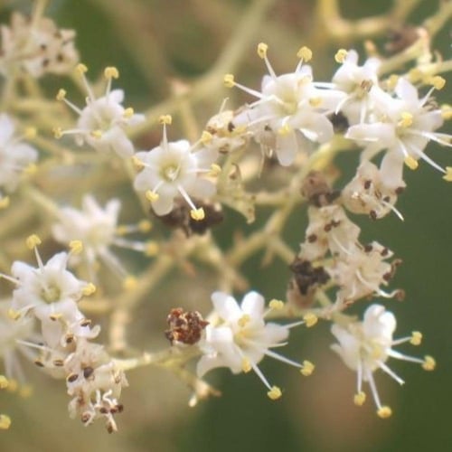 بذور شجرة التيك - خشب الساج ( Tectona grandis )