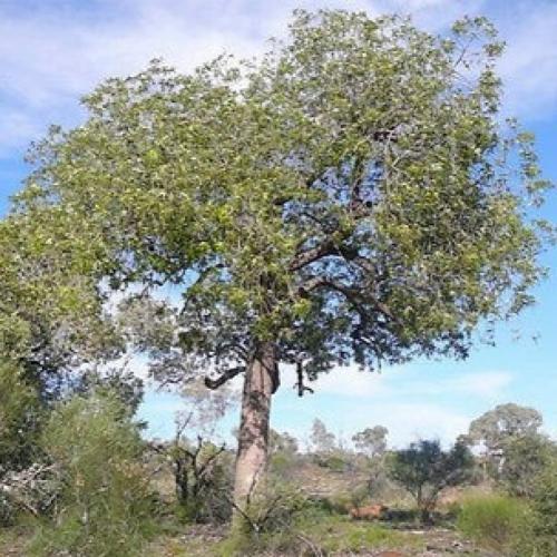 بذور شجرة استركوليا رجل البطة ( Brachychiton grego...