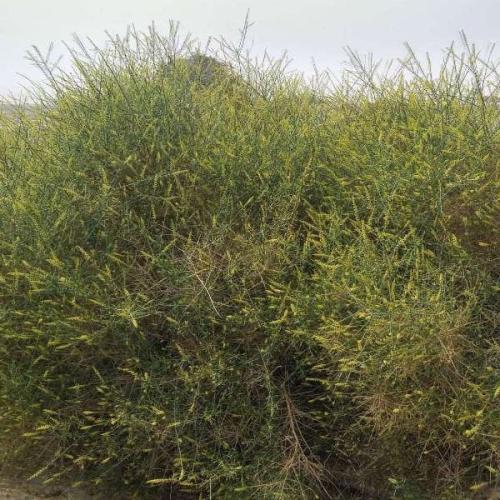 بذور القرضي ( Ochradenus baccatus )