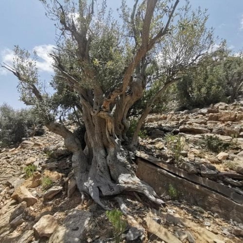 بذور شجرة العتم - الزيتون البري ( Olea europaea L...