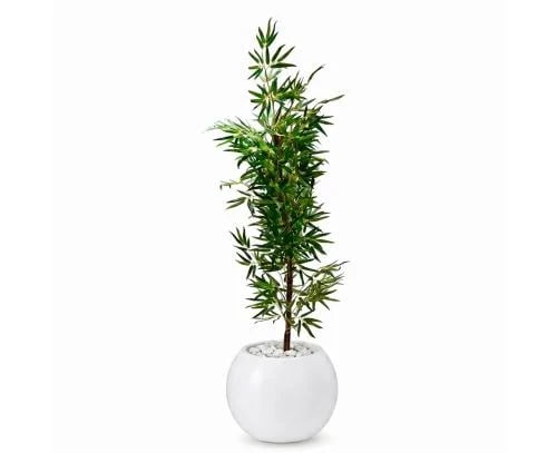 شجرة بامبو (خيزران) صناعية فاخرة بحوض كروي مزين بالحصى - ارتفاع (100 / 120 سم) - خيارات ألوان متعددة