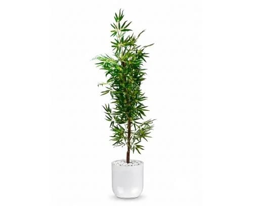 شجرة بامبو (خيزران) صناعية فاخرة بحوض أسطواني مزين بالحصى - ارتفاع (100 / 120 سم) - 4 خيارات للألوان