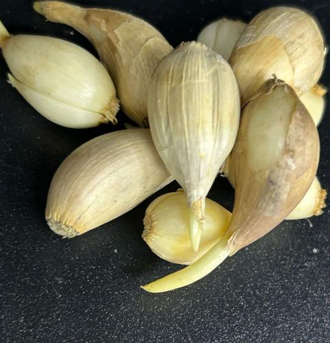 ثوم ذكر يمني