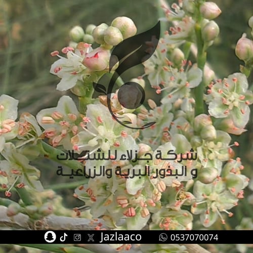 ارطى - عبل - Calligonum comosum