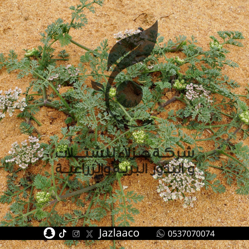 بسباس - Anisosciadium