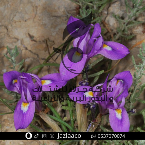 سوسن - عشر بصيلات - Moraea sisyrinchium